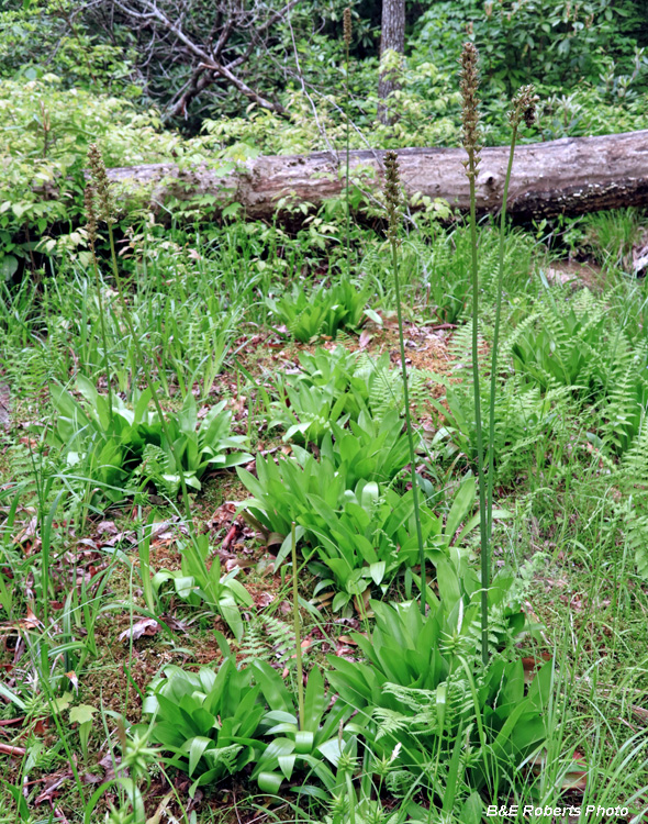 Bog-Helonias