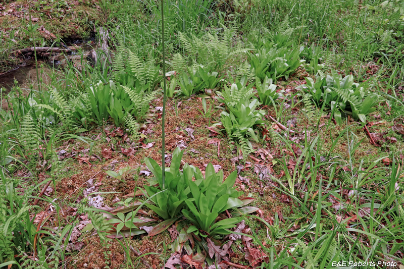 Bog-Helonias