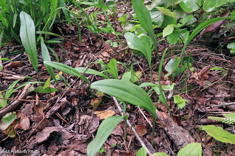 Platanthera