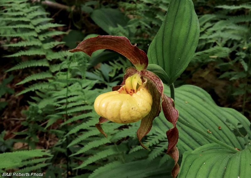 Small_Yellow_Ladys_Slipper