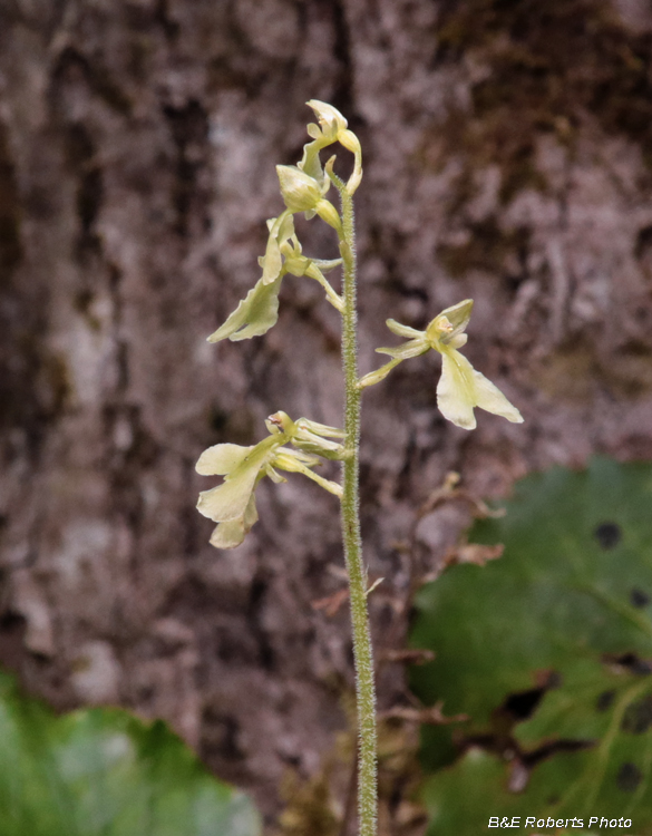 Appalachian_Twayblade