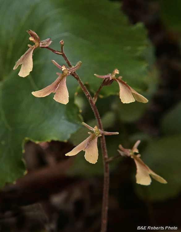 Appalachian_Twayblade