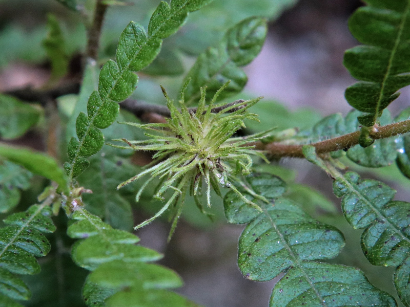 Comptonia_peregrina_fruit