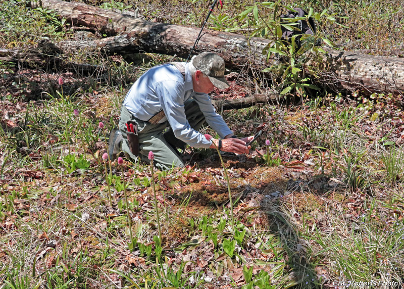 Photographing_Swamp_Pink