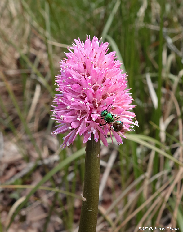 Swamp_Pink_Green_Bee