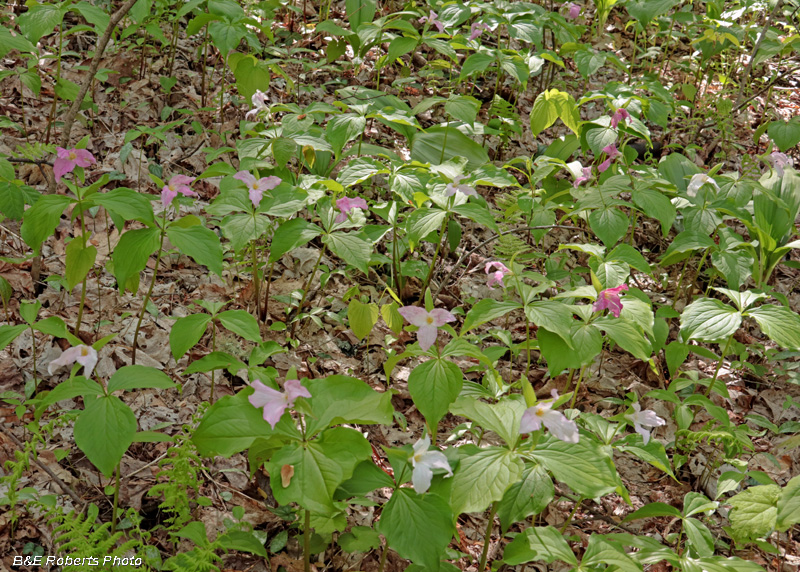 Trilliums