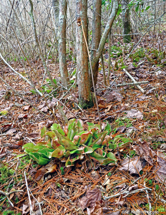 Pitcher_plants