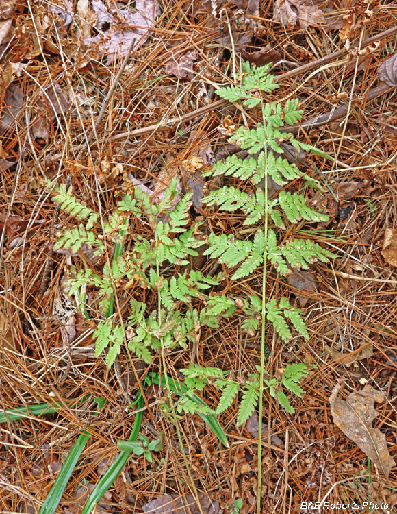 Spinulose_Woodfern