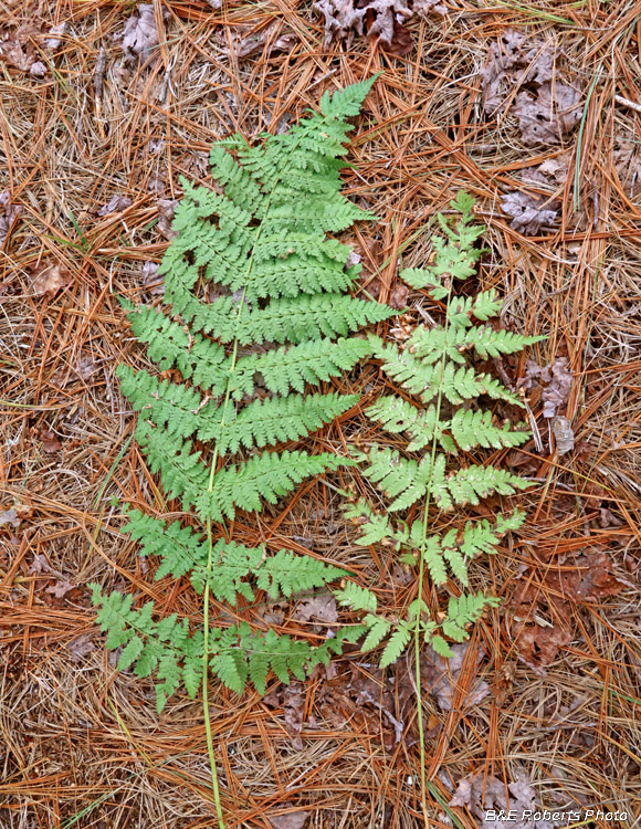 Spinulose_and_Intermediate_Woodfern