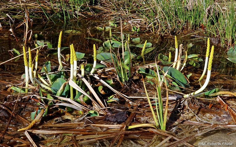 Orontium_aquaticum