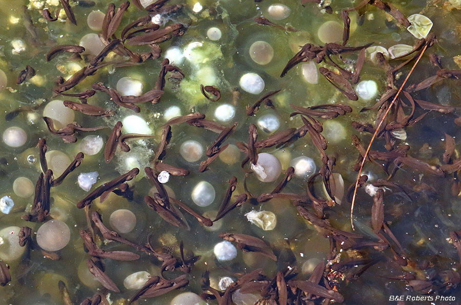 Salamander_tadpoles