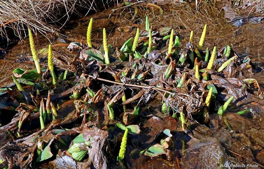 Orontium_aquaticum