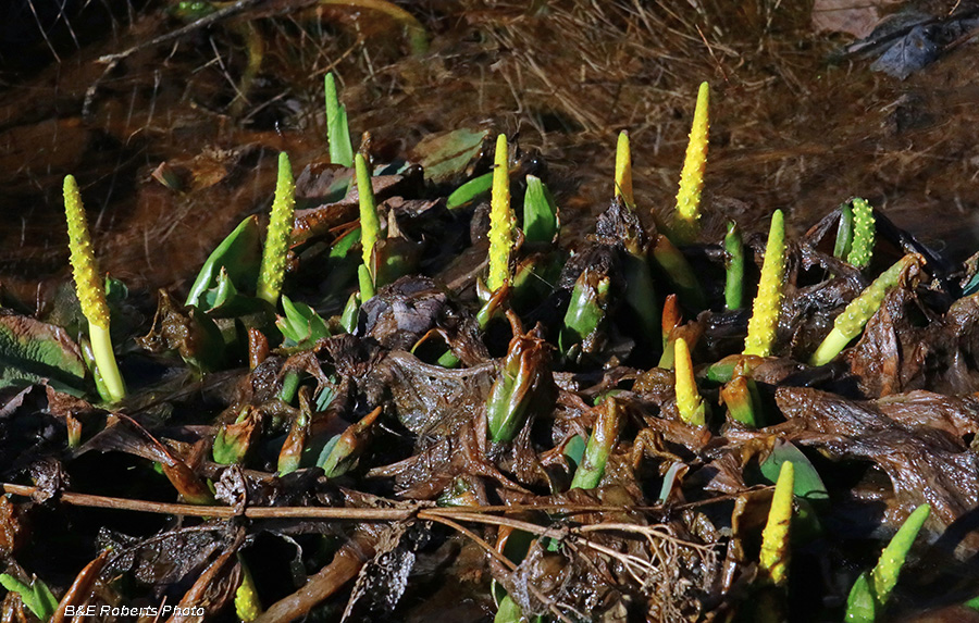 Orontium_aquaticum