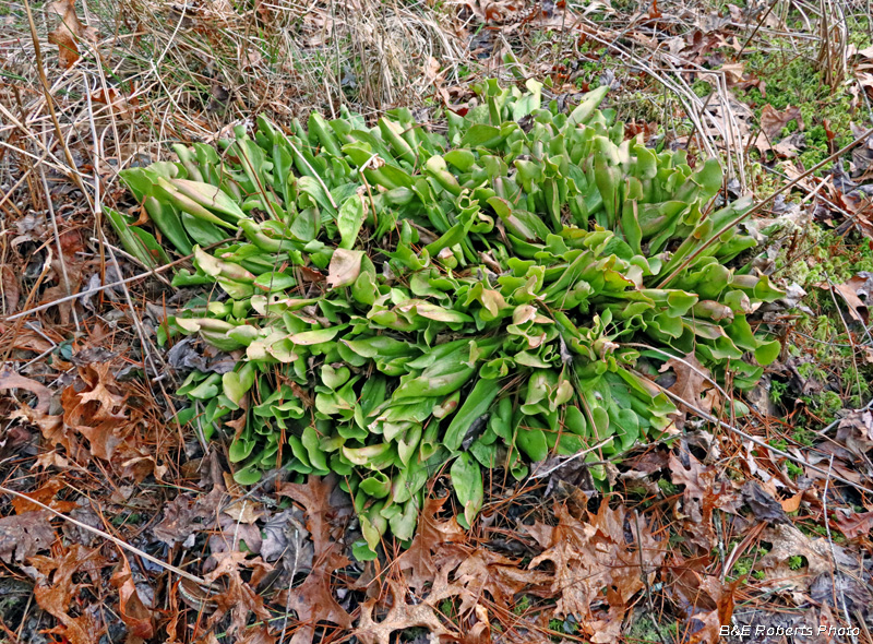 Pitcher_plants