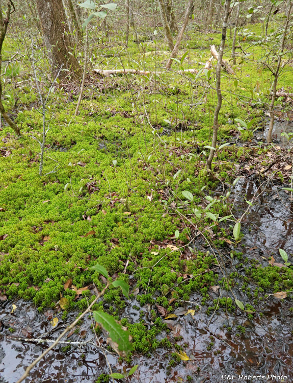 Sphagnum_moss-Bog