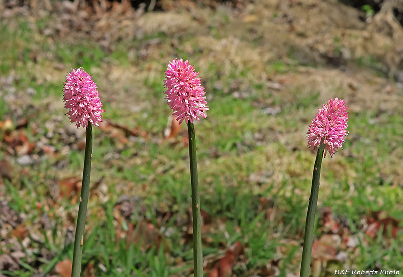 Helonias_bullata