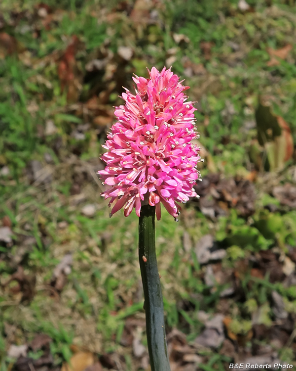 Helonias_bullata