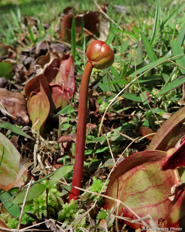 Sarracenia_bud