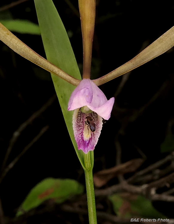 Pogonia