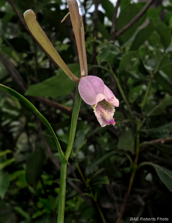 Pogonia