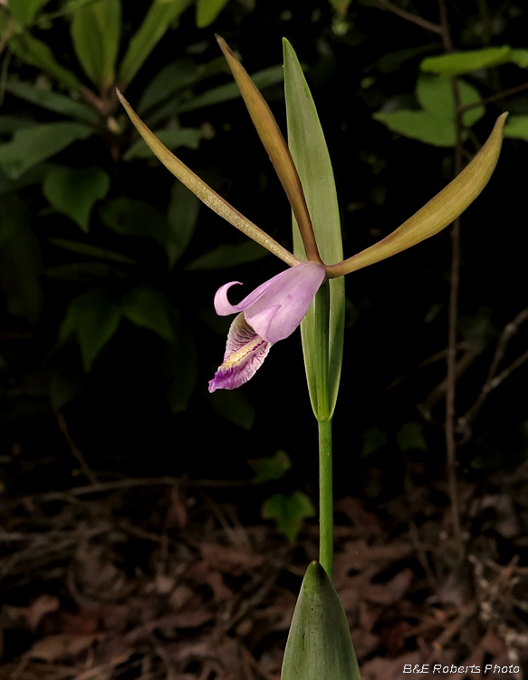 Pogonia