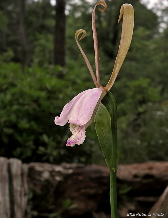 Pogonia