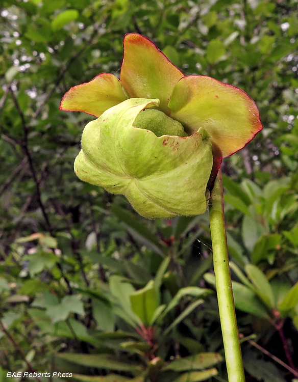 pitcher_plant