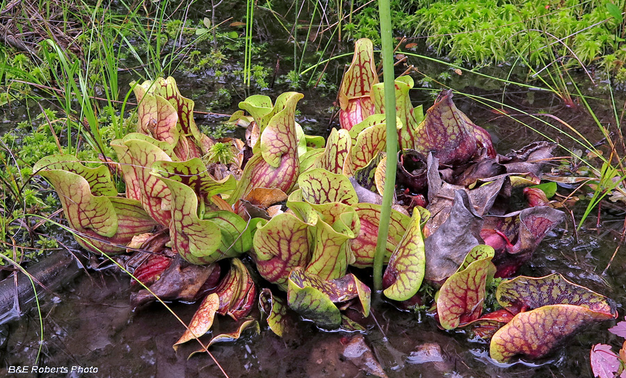 pitcher_plant