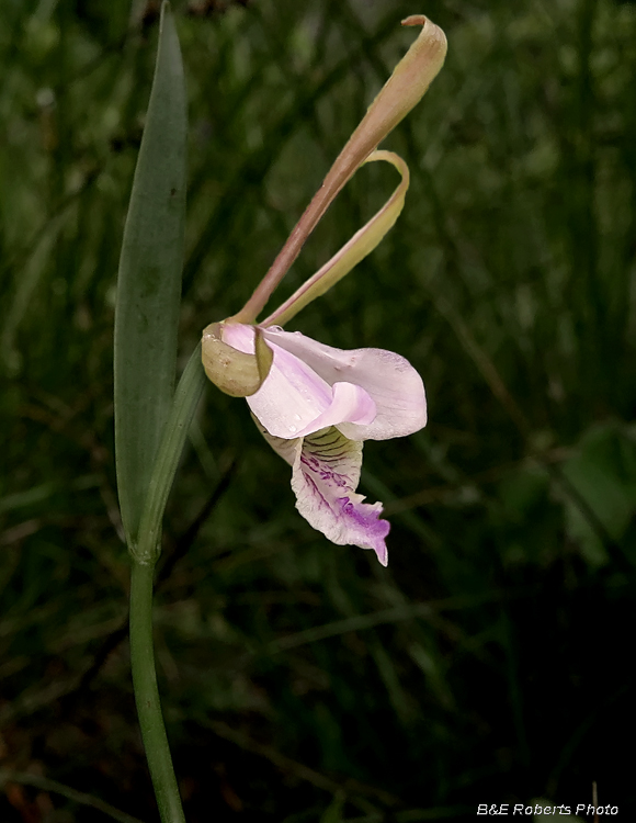 Pogonia