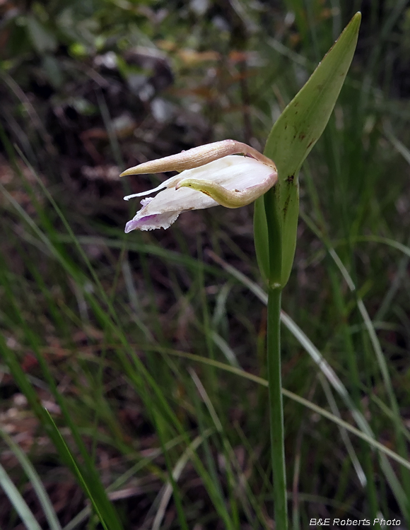 Pogonia