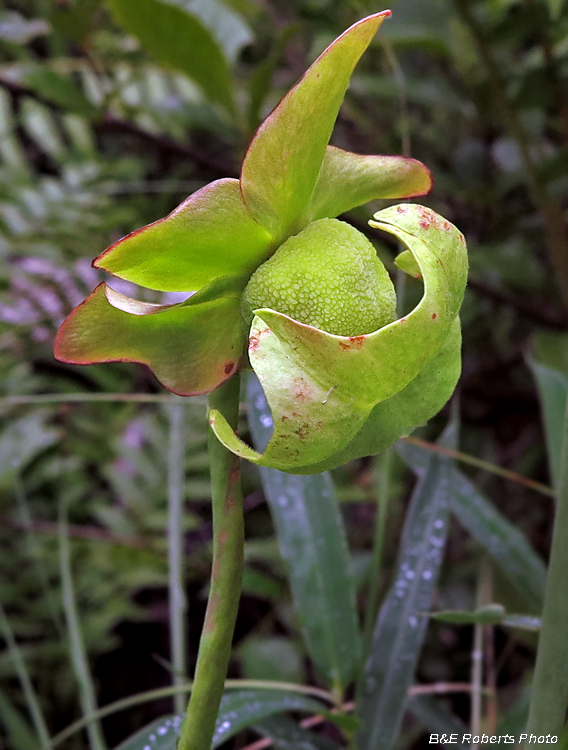 pitcher_plant