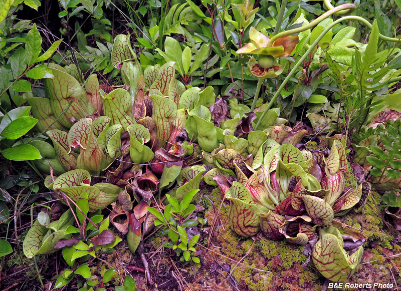 pitcher_plant