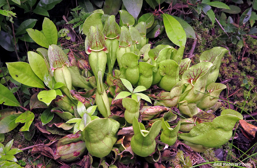 pitcher_plant