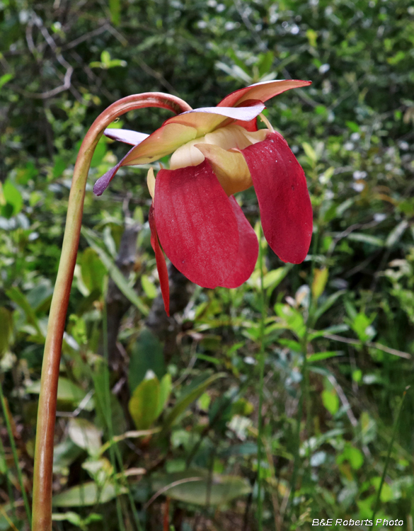 Mtn_Purple_Pitcherplant