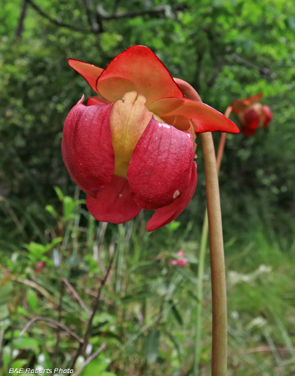 Mtn_Purple_Pitcherplant