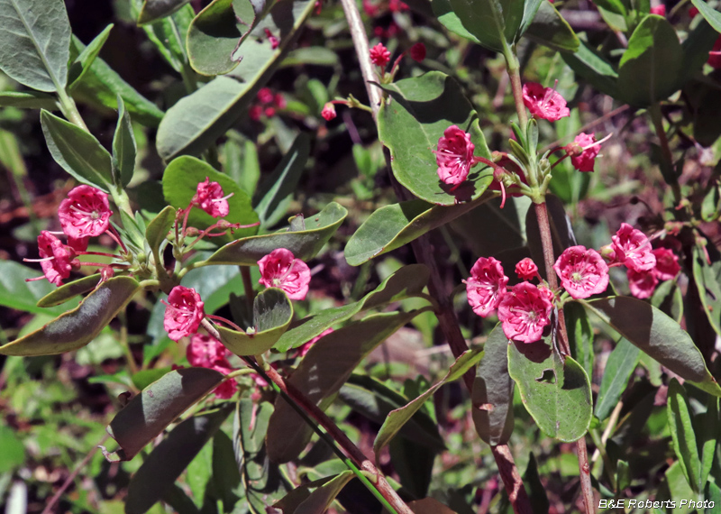 Kalmia_carolina