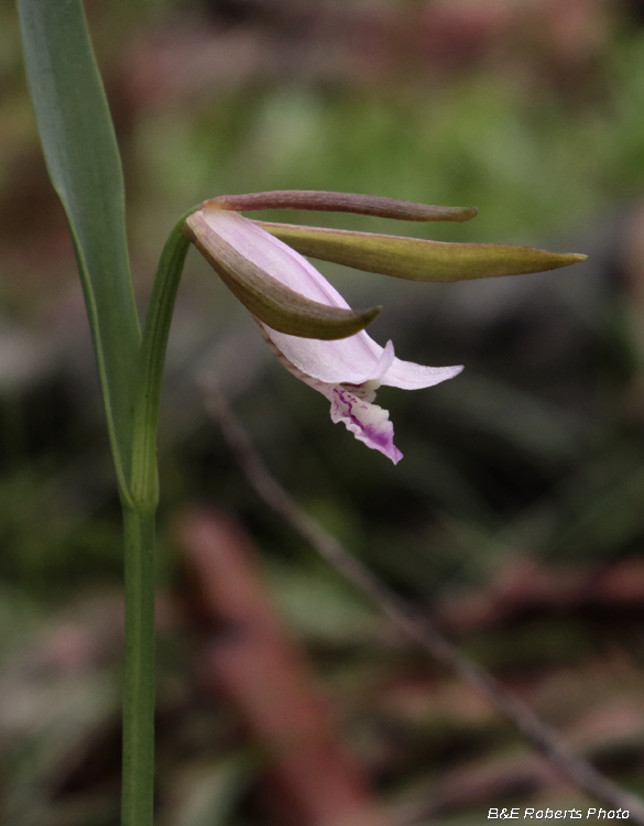 Pogonia