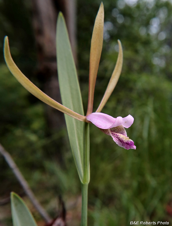 Pogonia