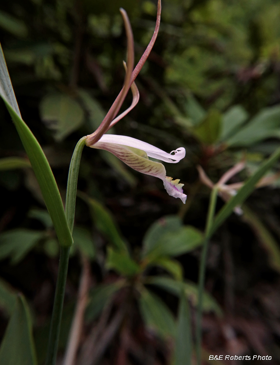 Pogonia