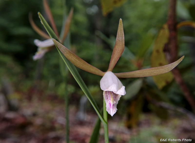 Pogonia