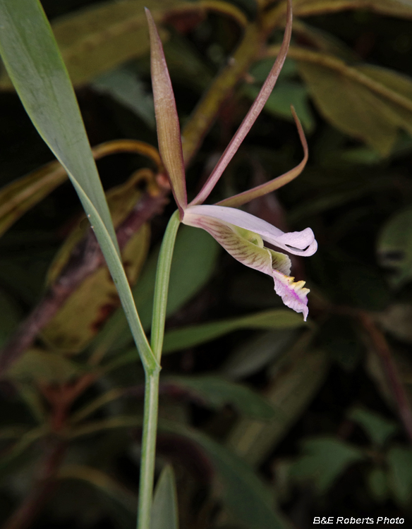 Pogonia