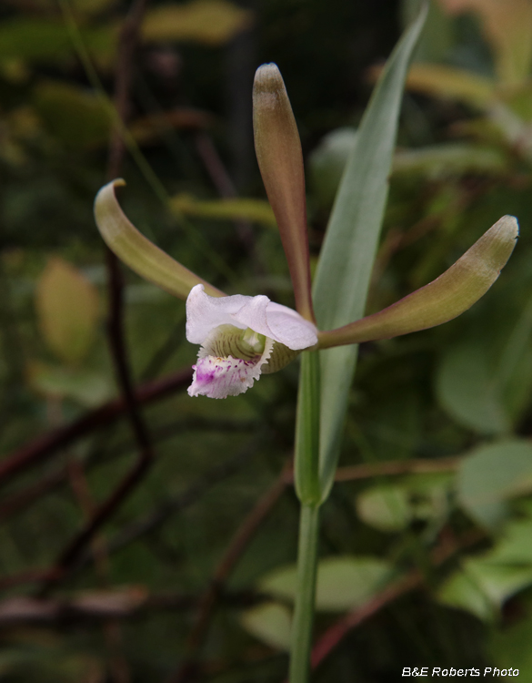 Pogonia