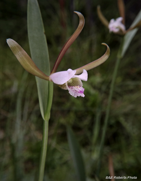 Pogonia