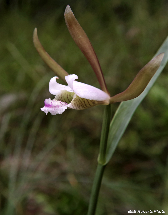 Pogonia