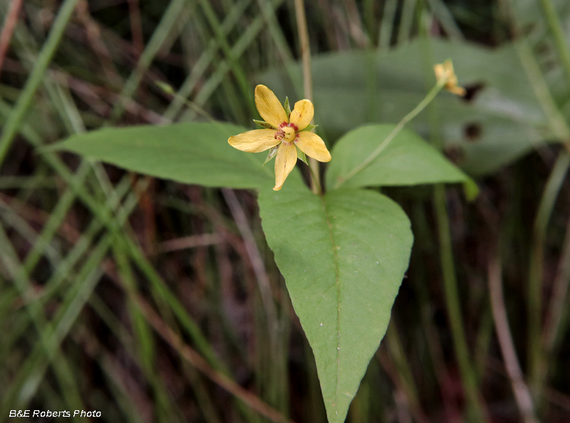 Lysimachia