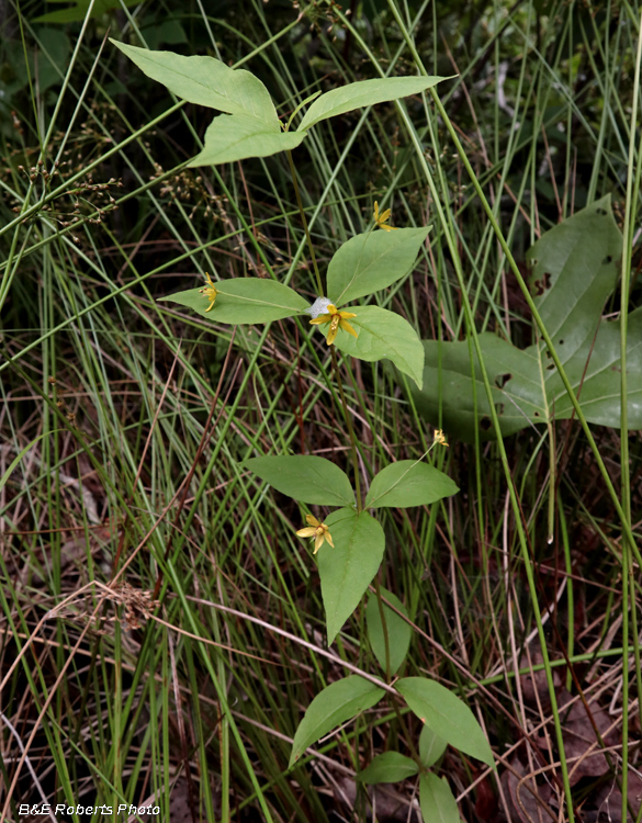 Lysimachia