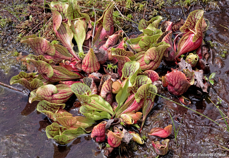 Pitcher_foliage