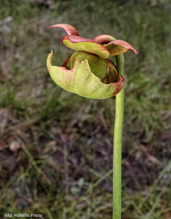 Pitcher_flower