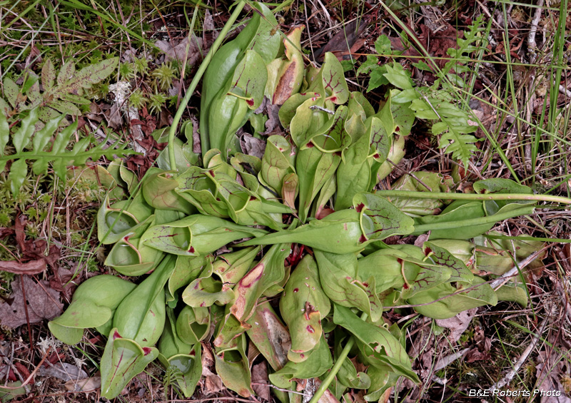 Pitcher_foliage