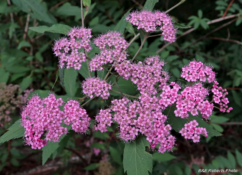 Meadowsweet